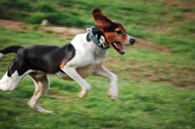 English Hunting Breeds